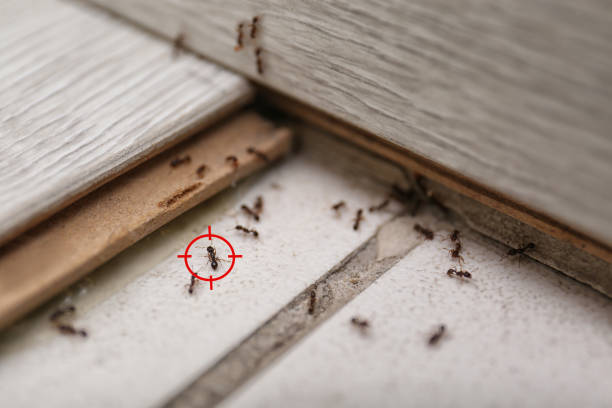 Best Exterminator Services  in Buffalo, MN