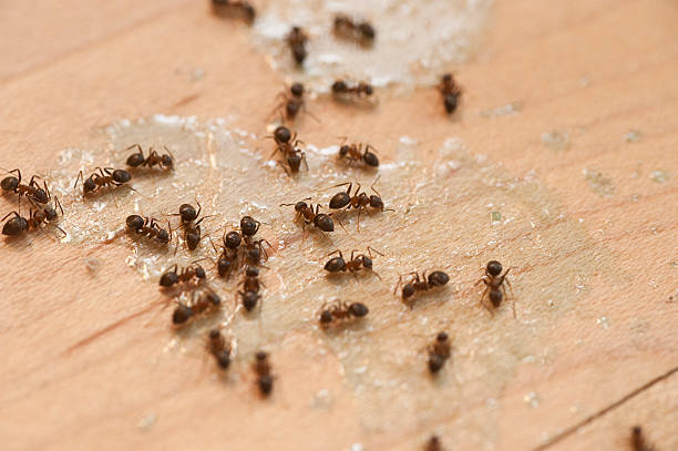 Reliable Buffalo, MN Pest Control Solutions