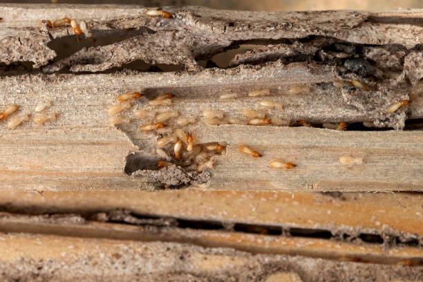 Best Commercial Pest Control Services  in Buffalo, MN